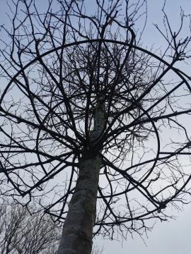 Krošnja svečane lipe.