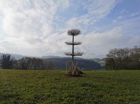 Svečana lipa v parku ob Jelšingradu.