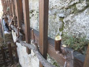 Opravili rez potomke modre kavčine