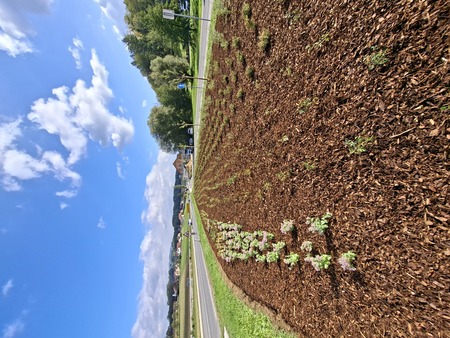 Nove trajnice, grmovnice