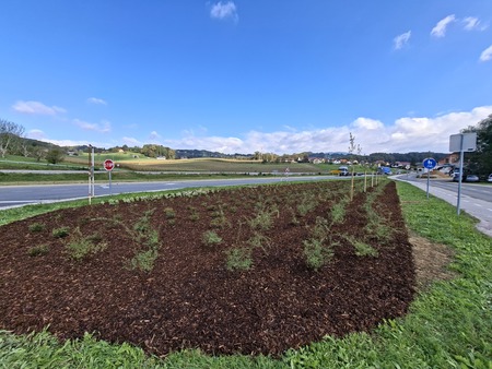 Nove trajnice, grmovnice