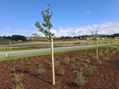 Zasajenih je sedem poljskih javorjev