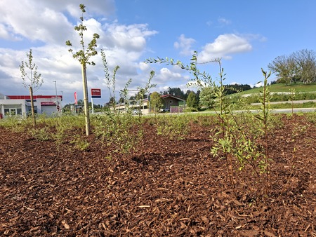 Nova drevesa in grmovnice